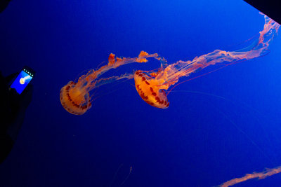 jellyfish photo of jellyfish _MG_8963.jpg