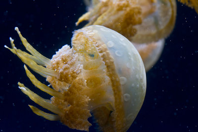 jellyfish _MG_7676.jpg