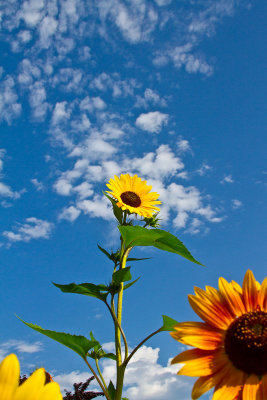 Sunflowers and sky  _MG_1223.jpg