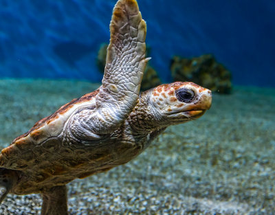 Baby sea turtle Monterey Bay Aquarium _MG_9110.jpg
