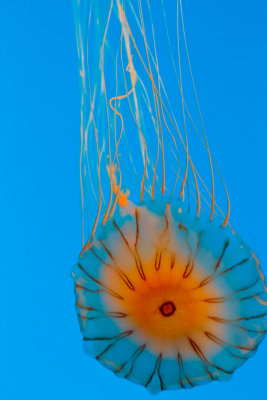 Monterey Bay Aquarium jellyfish _MG_7614.jpg