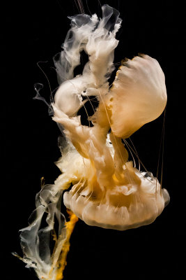 two tangled up jellyfish Monterey Bay Aquarium  _MG_9187.jpg