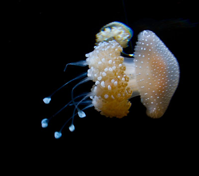 Monterey Bay Aquarium jellyfish  _MG_7748.jpg