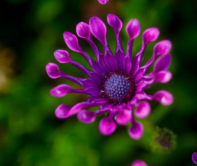 Blue and purple flower _MG_1285.jpg
