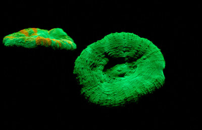 Glowing green from the Monterey Bay Aquarium _MG_9209.jpg