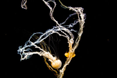Tangled Monterey Bay Aquarium Jellyfish  _MG_7735.jpg