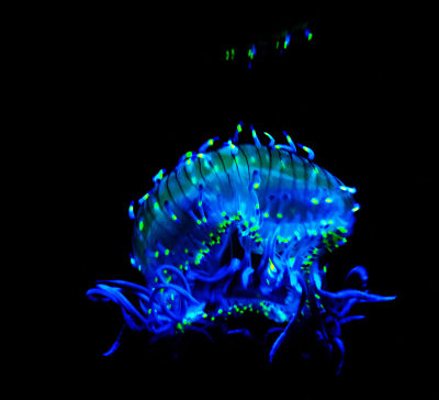 Glowing blue Monterey Bay Aquarium_MG_7766.jpg