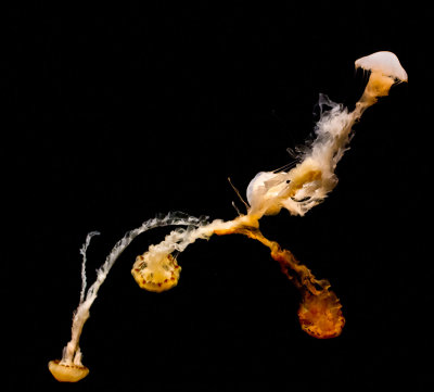 tangled jellyfish Monterey Bay Aquarium _MG_9191.jpg