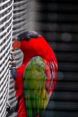 San Diego Zoo bird _MG_7821.jpg