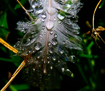 water droplets on white birds feather _MG_4362.jpg