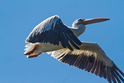 ducking for a pelican _MG_4408.jpg