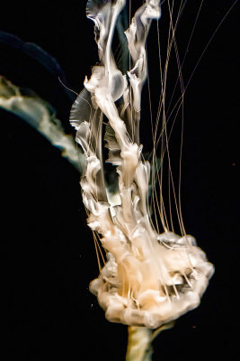 Silk Monterey Bay Aquarium Jellyfish _MG_9184.jpg