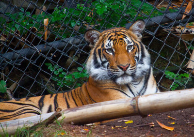 Tiger at San Diego Zoo _MG_4735.jpg