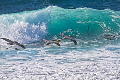 Wave full of kelp oh yeah pelicans too _MG_2782.jpg