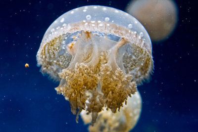 Monterey Bay Aquarium jellyfish _MG_7709.jpg