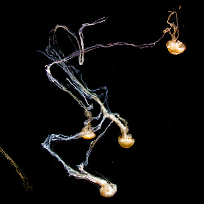 Tangled jellyfish Monterey Bay Aquarium  _MG_7733.jpg