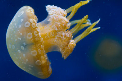 jellyfish monterey bay aquarium _MG_7687.jpg