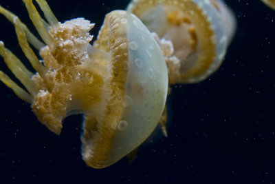 Monterey Bay Aquarium jellyfish _MG_7675.jpg