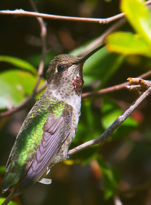  annas hummingbird with red throat super focus _MG_2271.jpg