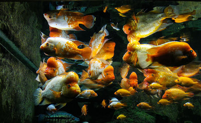 doubling up Shedd Aquarium IMG_6522.jpg