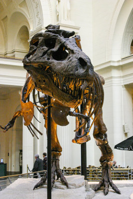 Sue Field Museum  IMG_6818.jpg