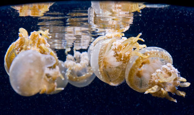 Monterey Aquarium  jellyfish and reflections _MG_9160.jpg