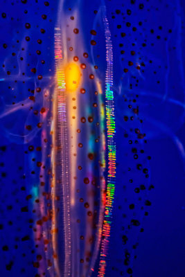 Monterey Bay Aquarium spotted comb jellyfish _MG_9073.jpg