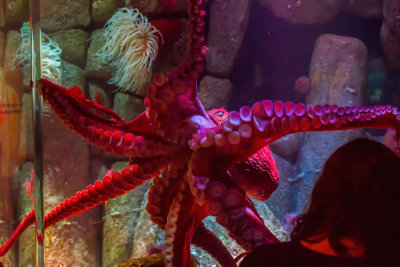 A large red octopus Monterey Bay Aquarium  _MG_9767.jpg