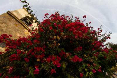red flowers at Mission Carmel Catholic church  _MG_0351.jpg
