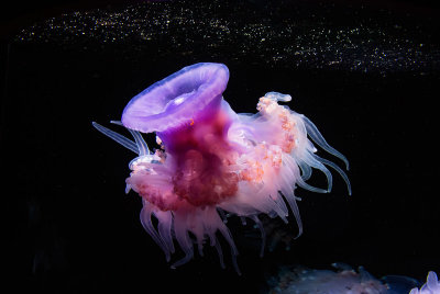 Crown jellyfish reaching for the stars Monterey Bay Aquarium  _MG_9405.jpg