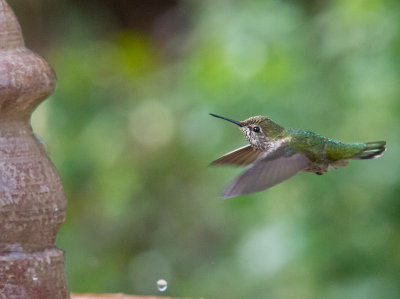 hummingbird flying at fountain  _Z6A0999.jpg