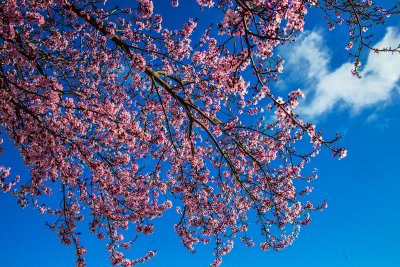 Pink flowers blue sky  _Z6A1503.jpg