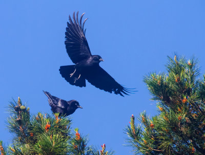 crows _MG_3506.jpg