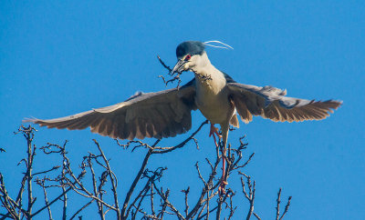 Night heron taking off  _MG_3544.jpg