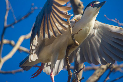 Night heron leaping up  _MG_3381.jpg