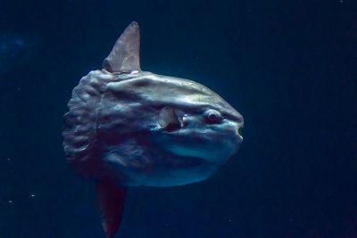 Sunfish Monterey Bay Aquarium _MG_9151.jpg
