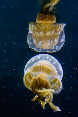 Reflecting on jellyfish and stars Monterey Bay Aquarium_MG_9310.jpg