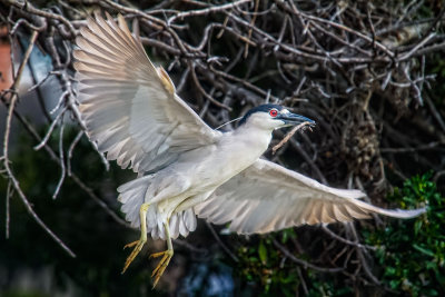 Night heron nest building_MG_4138.jpg