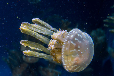 Jellyfish Monterey Bay Aquarium  _MG_9336.jpg