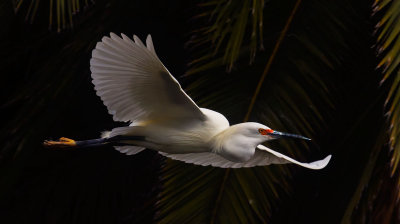 snowy egret flying in front of black _MG_4048.jpg