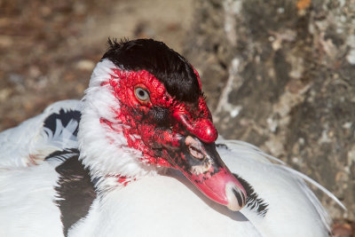 Martian duck _MG_6373.jpg