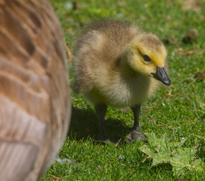 Baby goose  _MG_6316.jpg