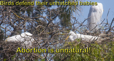 Abortion is unnatural  _MG_7597.jpg