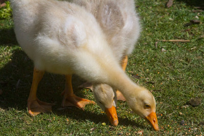 Two headed baby goose _MG_7226.jpg