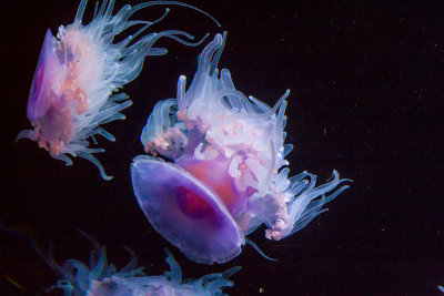 Crown Jellyfish at Monterey Bay Aquarium  _MG_1139.jpg