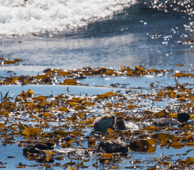 Sea otters in the kelp   _MG_8958.jpg