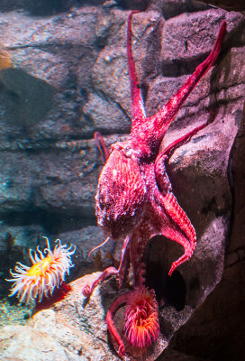 giant pacific red octopus Monterey Bay Aquarium  _Z6A9684.jpg