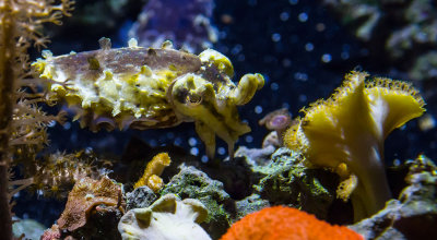 ex stumpy cuttlefish Monterey Bay Aquarium  _Z6A0485.jpg