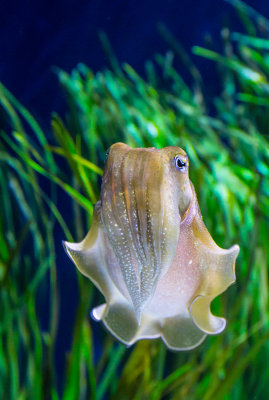 common cuttlefish Monterey Bay Aquarium  _Z6A0457.jpg