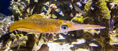bigfin reef squid from Monterey Bay Aquarium_Z6A9970.jpg